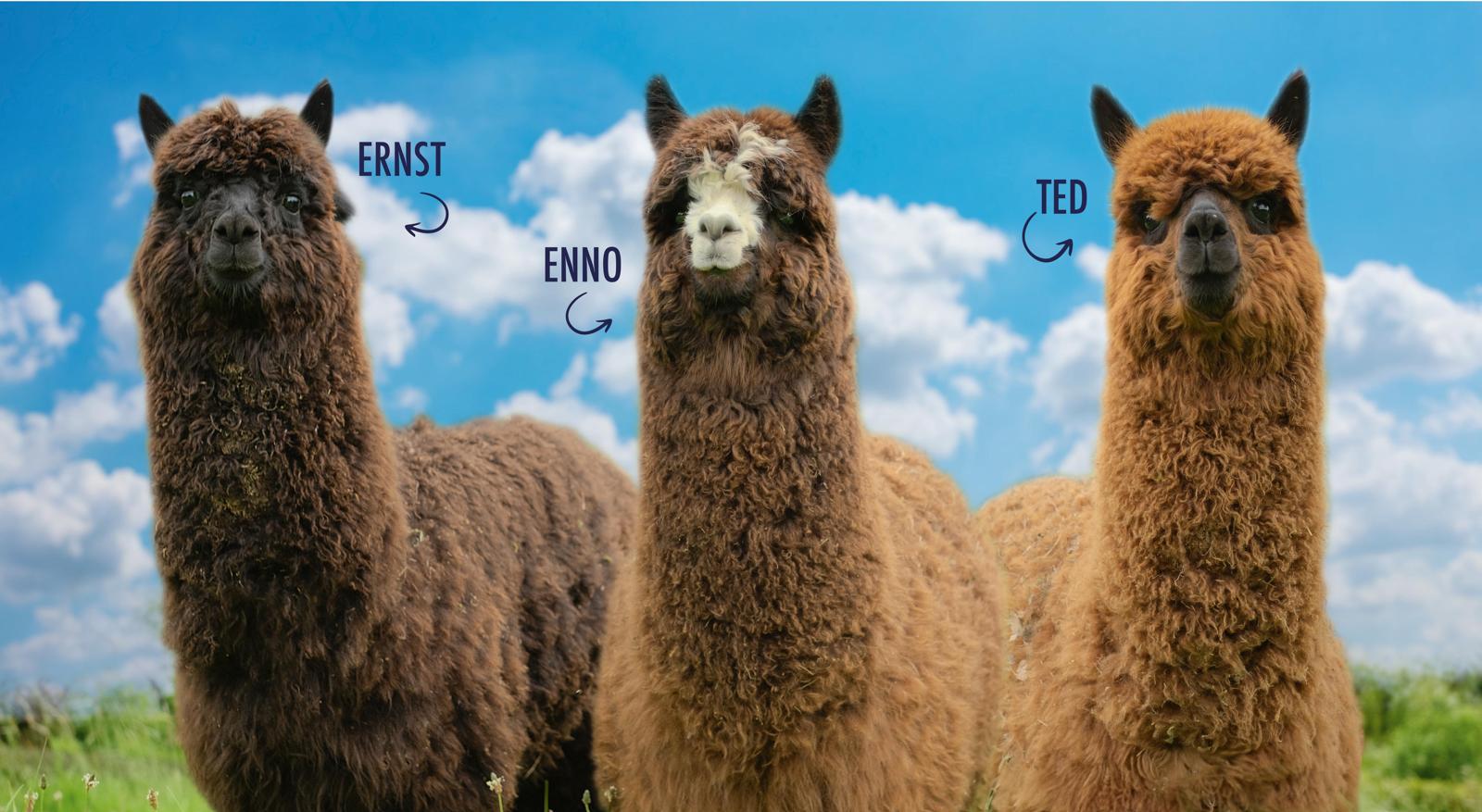 Die drei Alpakas Ernst, Enno und Ted auf dem Blomberger Hof